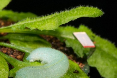 Thực vật cũng có “thính giác”